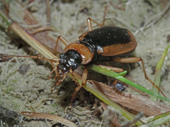 Nebria livida