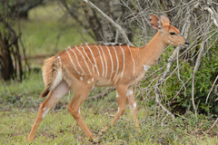 Nyala photo 4