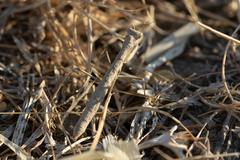 Geomantis larvoides