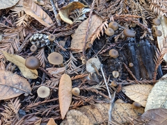 Lyophyllum anthracophilum
