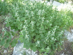 Pseudodictamnus acetabulosus