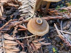 Lyophyllum anthracophilum