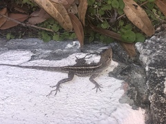 Anolis sagrei
