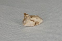 Niphopyralis chionesis