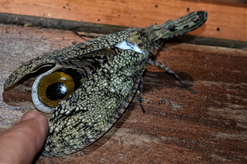 Fulgora lucifera