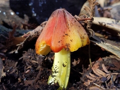 Hygrocybe