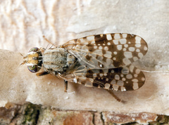 Campiglossa difficilis