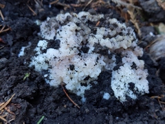 Daleomyces phillipsii