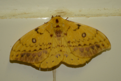 Tagoropsis flavinata