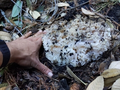 Daleomyces phillipsii