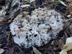 Daleomyces phillipsii