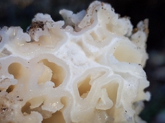 Daleomyces phillipsii