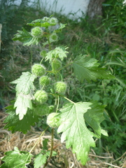 Urtica pilulifera