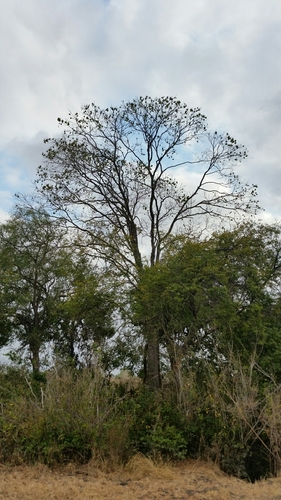Pterocarpus tinctorius