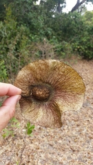 Pterocarpus tinctorius