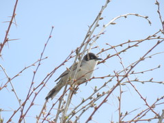Curruca crassirostris