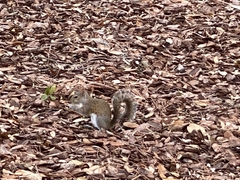Sciurus carolinensis