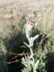 Helichrysum sanguineum