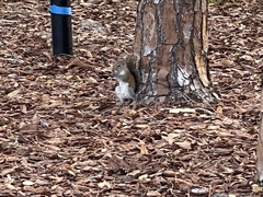 Sciurus carolinensis