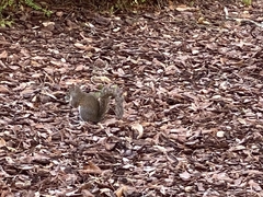 Sciurus carolinensis