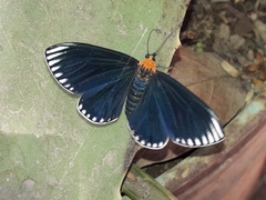 Calodesma maculifrons