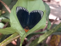 Calodesma maculifrons