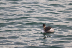 Podiceps nigricollis