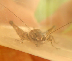 Eurepella