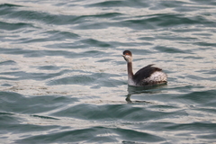 Podiceps nigricollis