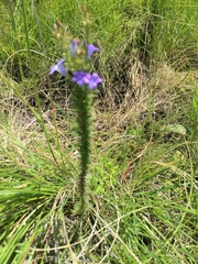 Wahlenbergia fasciculata