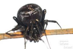 Latrodectus tredecimguttatus