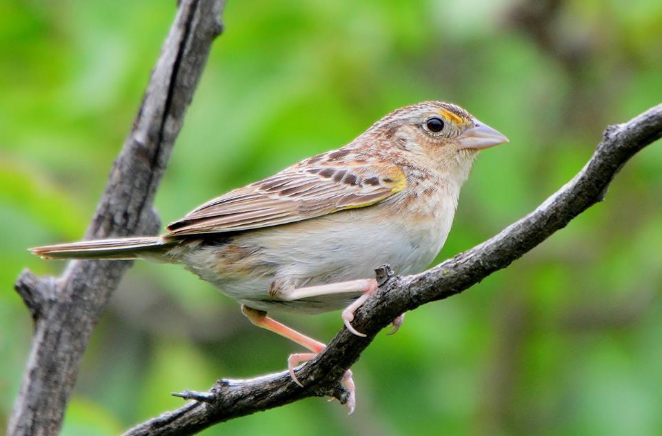 Grass Sparrows