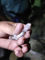 Aristelliger expectatus