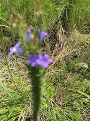 Wahlenbergia fasciculata