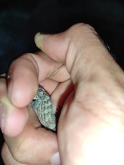 Aristelliger expectatus