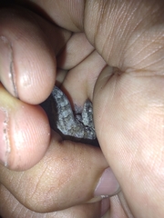 Aristelliger expectatus