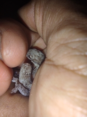 Aristelliger expectatus