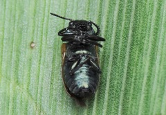 Labidostomis longimana