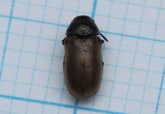 Labidostomis longimana