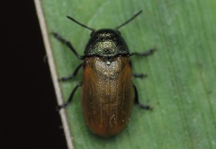 Labidostomis longimana