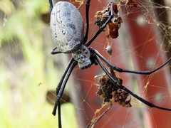 Trichonephila antipodiana