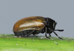 Labidostomis longimana