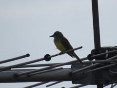 Tyrannus melancholicus