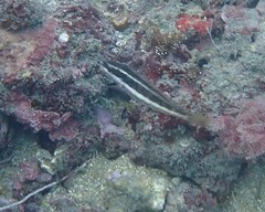 Symphodus doderleini