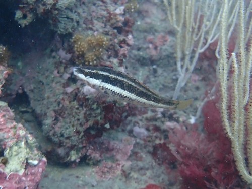 Doderlein's wrasse (Symphodus doderleini) — Labridae — 3