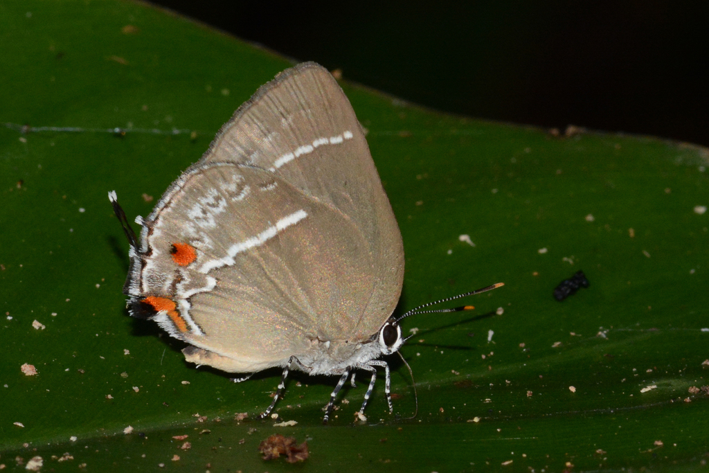 Strephonota strephon