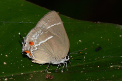 Strephonota strephon