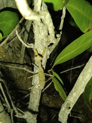 Callimantis antillarum