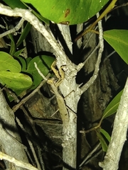 Callimantis antillarum
