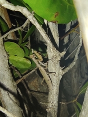 Callimantis antillarum